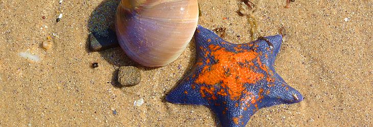 ��Ƥ�u����