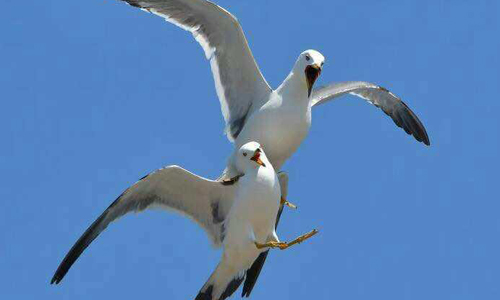 ���ɍu�����ȼٴ�