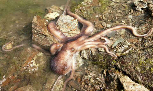 ���ɍu�����ȼٴ�