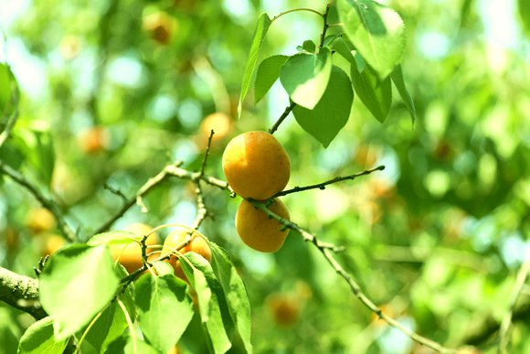 ���ɍu�U�ɶȼٴ�