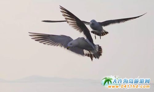 С�Lɽ�u�������ȼٴ�