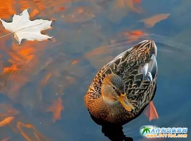 ������L��ɽ�Lʲô������