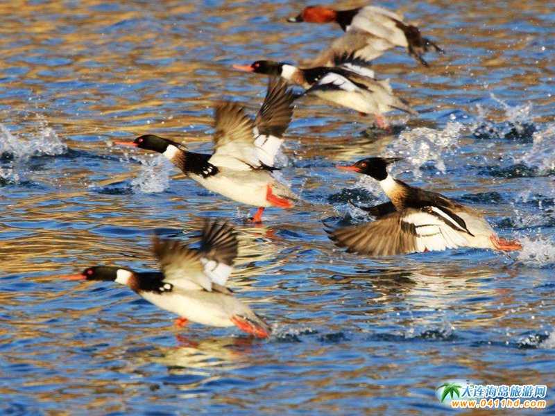 �����ōu�G���O��Ժ