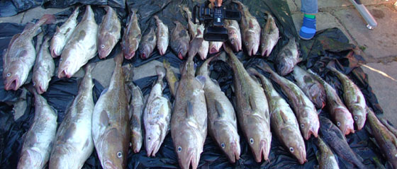 ��~�W(w��ng)