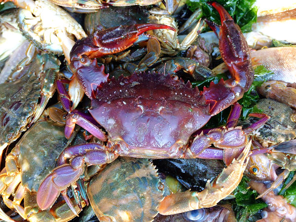 �S�ո��ɍu[���ɍu�DƬ]