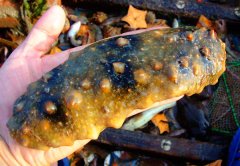 �T��!�L(zh��ng)���h���ɍu����