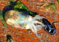 ī���~(y��),��׼t�з,����