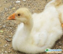 ż��,�ɐ۵����Z