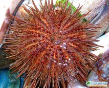 ��Ƥ�u���r�DƬ