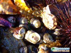 ���ɍu���r���S��