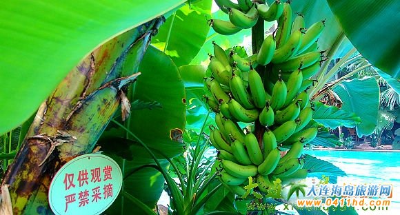 ���B�Ɉ@��Ȫɽ�f