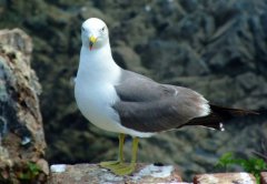 �����ōuԪ���u�ϵĺ��t�DƬ