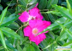  ���Ѝu�ĺ���DƬ 