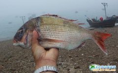  ���B�����ōu�DƬ-��߅���S�� 