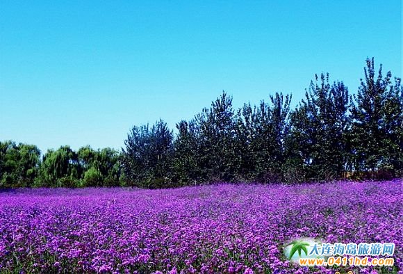 ���(y��ng)޹�²ݹ��@