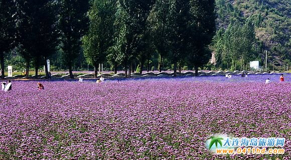 ���(y��ng)޹�²ݹ��@