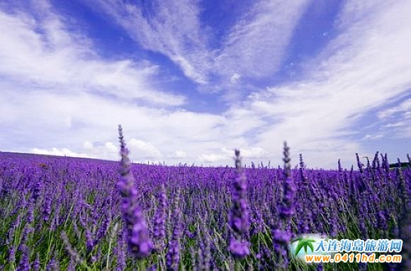 ���(y��ng)޹�²ݹ��@