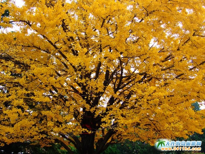 ��ɫ���B-���B�ڄӹ��@�DƬ