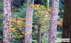  ���B�����ҽ����ΈDƬ��ԭʼɭ�� 