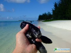 �����u���ΈDƬ-����ľ̿�ĺ���