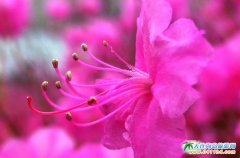 ��ȋ��G��Ъ�Rɽ���N��