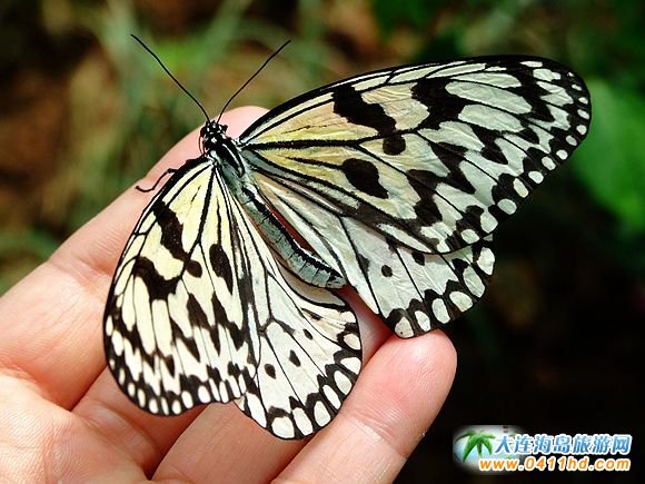 ��혺����@