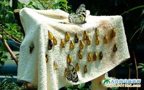 ��혺����@