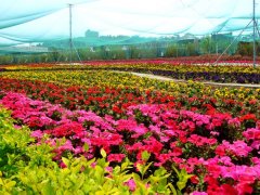  ��혺����@�DƬ�����߲ʻ��� 