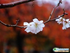 �ձ����ξ��c�DƬ������ɫ�Ĵ���