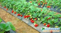 2013���B��ݮ��ժ+����Ȫ�m