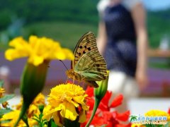  ���B޹�²݈DƬ�������ٻ� 