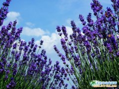 ��ɫ�ď���,���ː�(��i)�ć̏�!2013��