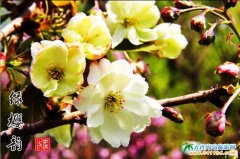 �ѻ��x����������μ��F�zӰ����