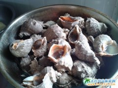 ʯ�Ǎu��֮퍶ȼٴ���ʳ��B