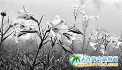 �_(t��i)���_(t��i)�|̫�����ɽ�^(q��)�ٺ�ʢ�_�@�G�ο�