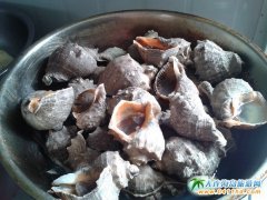 ʯ�Ǎu��֮퍶ȼٴ庣�r��B