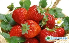 ���B��ݮ�Ļ����ι�(ji��)3���e��