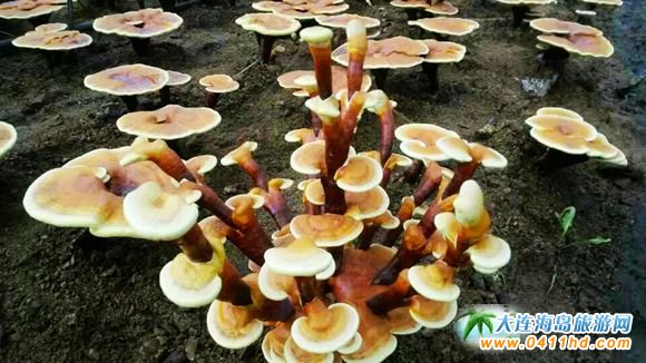 ���B����`֥�Nֲ�@