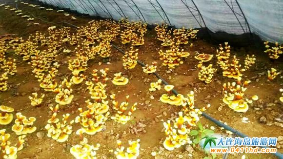 ���B����`֥�Nֲ�@