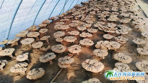 ���B����`֥�Nֲ�@