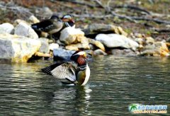  ���B�f�����Tɽ���x�� 