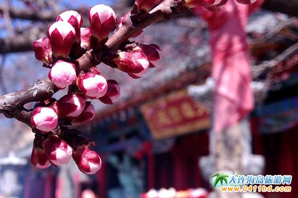 ���ɽ����ֱͨ܇