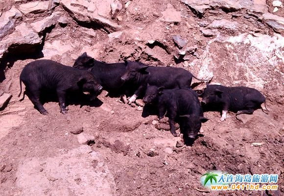 ���ɽ����ֱͨ܇