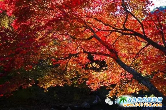 ���Tɽ����ɭ�ֹ��@