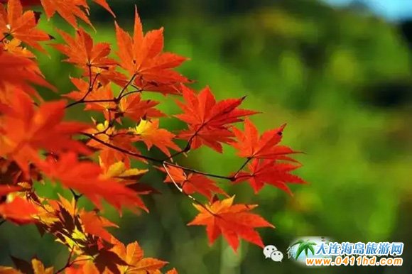 ���Tɽ����ɭ�ֹ��@