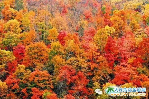 ���Tɽ����ɭ�ֹ��@