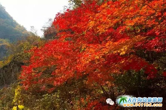 ���Tɽ����ɭ�ֹ��@