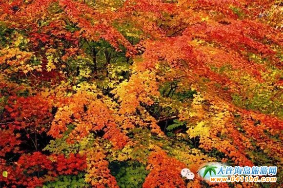 ���Tɽ����ɭ�ֹ��@