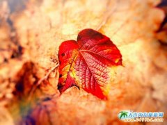 �M���ɫ���P(gu��n)��ס  �^(q��)�p���ȥ̎���]