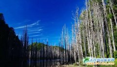 �_���zӰ��ȥ̎���_��ˮ��ɭ��